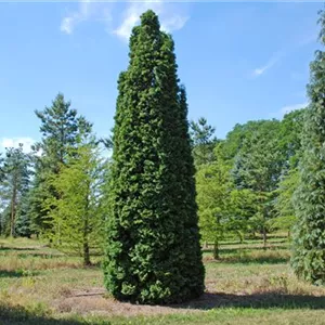 Thuja occidentalis 'Columna'