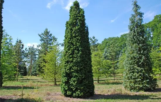 Thuja occidentalis 'Columna'