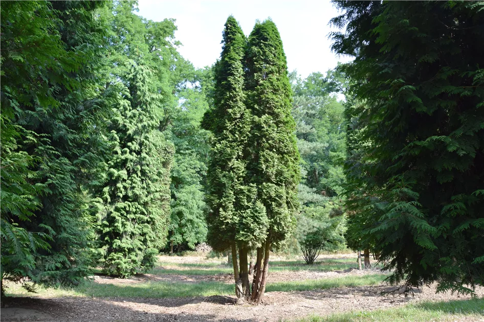 Thuja occidentalis 'Columna'