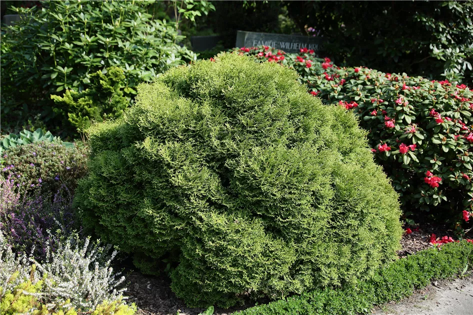 Thuja occidentalis 'Danica'