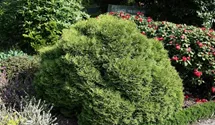Thuja occidentalis 'Danica'