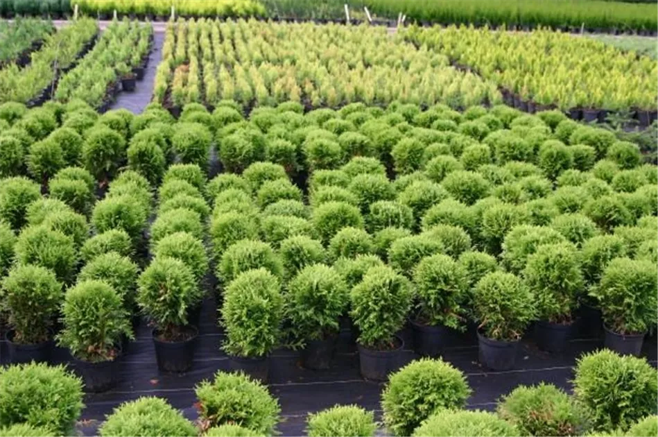 Thuja occidentalis 'Danica'
