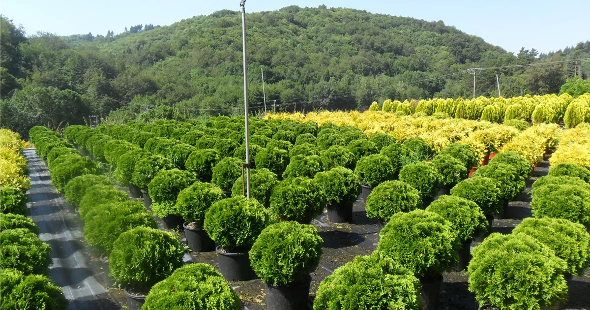 Thuja occidentalis 'Danica'