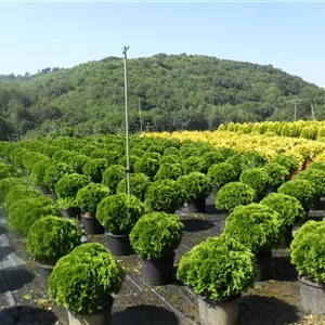 Thuja occidentalis 'Danica'