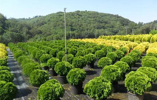 Thuja occidentalis 'Danica'
