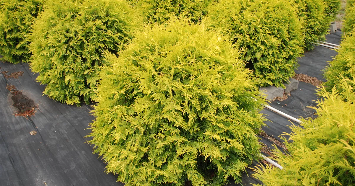 Thuja occidentalis 'Golden Globe'