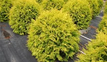 Thuja occidentalis 'Golden Globe'