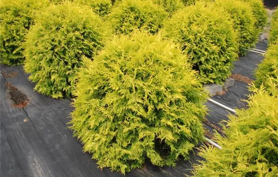 Thuja occidentalis 'Golden Globe'