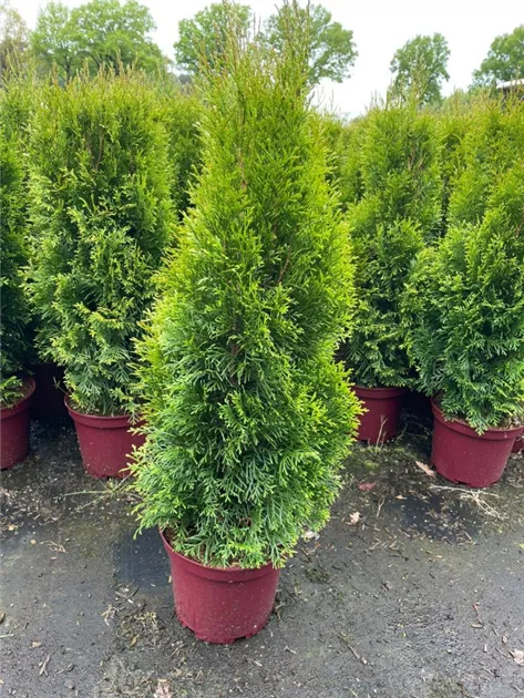 Thuja occidentalis 'Smaragd'