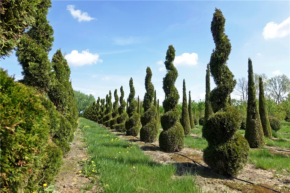 Thuja occidentalis 'Smaragd'
