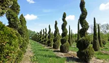 Thuja occidentalis 'Smaragd'