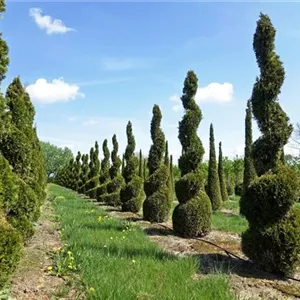 Thuja occidentalis 'Smaragd'