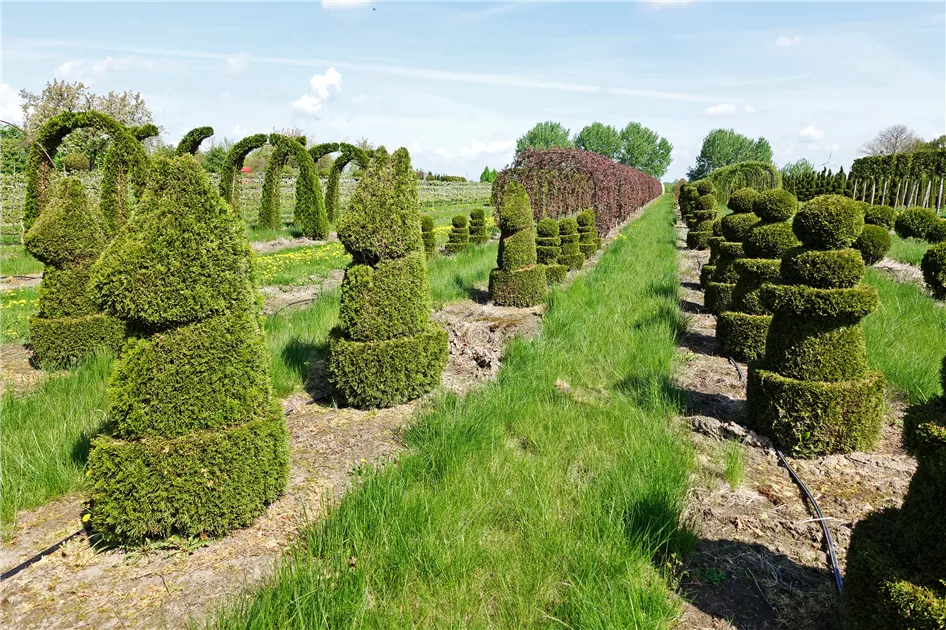 Thuja occidentalis 'Smaragd'