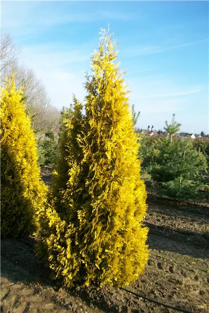 Thuja occidentalis 'Sunkist'