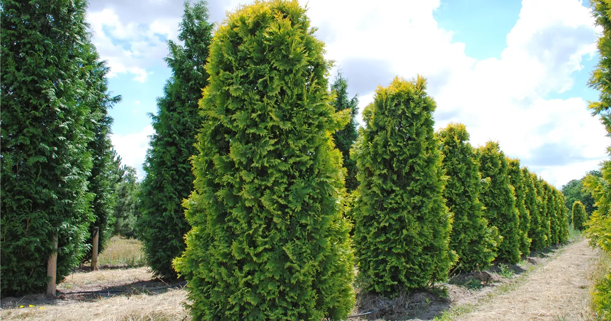 wann bittersalz an thuja Purgrün Thuja-Smaragd-Dünger 1 kg