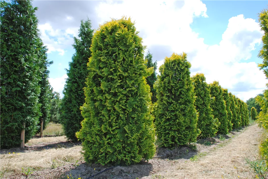 Thuja occidentalis 'Sunkist'
