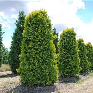 Thuja occidentalis 'Sunkist'