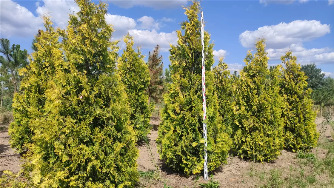 Thuja occidentalis 'Yellow Ribbon'