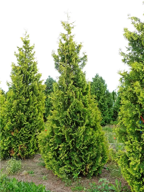 Thuja occidentalis 'Yellow Ribbon'