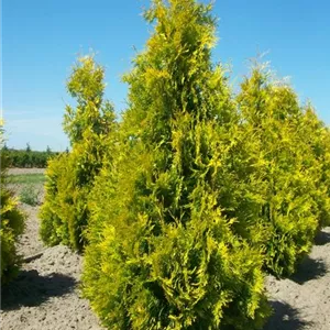 Thuja occidentalis 'Yellow Ribbon'