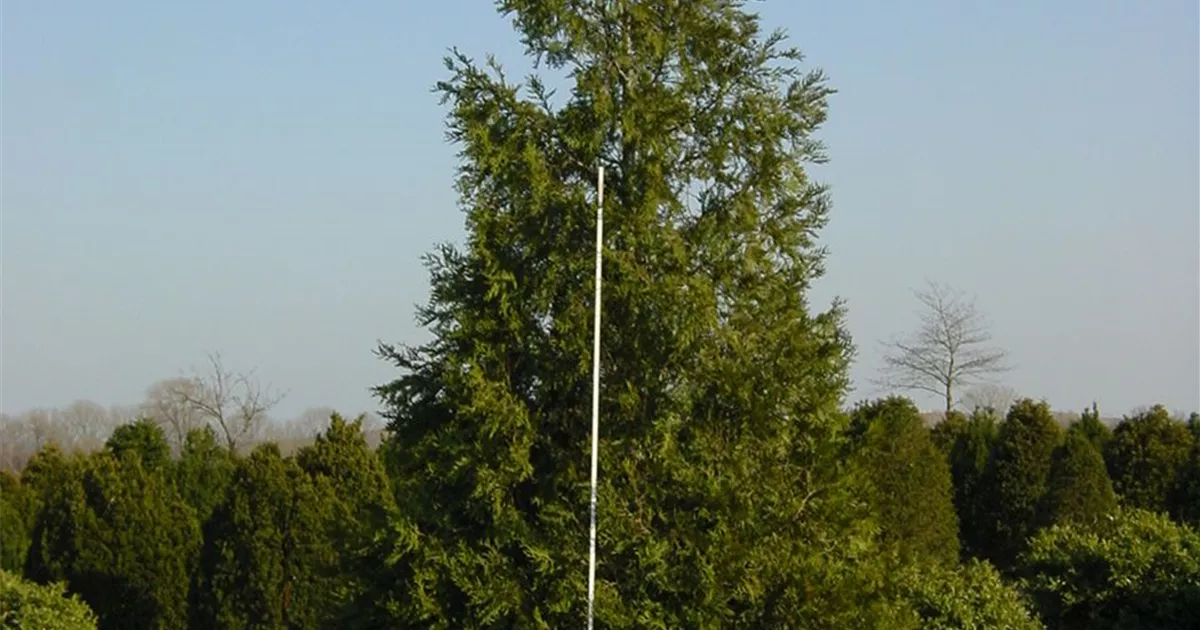 wisteria honbeni Buy Wisteria Online For Only 26  Plants2Gardens