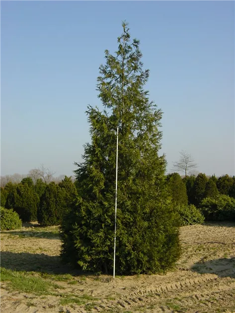 thuja smaragd hagebaumarkt Emerald Cedar 'Smaragd' (Thuja) main image 1
