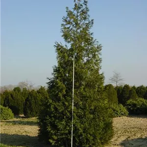Thuja plicata 'Atrovirens'