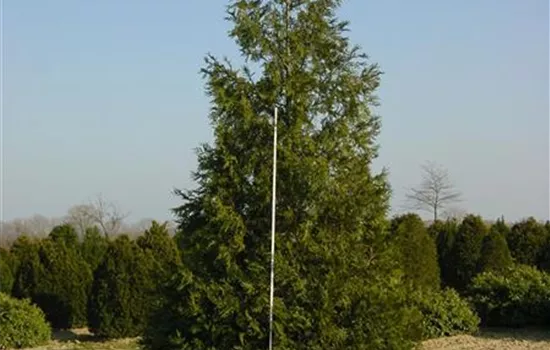 Thuja plicata 'Atrovirens'