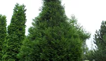 Thuja plicata 'Atrovirens'