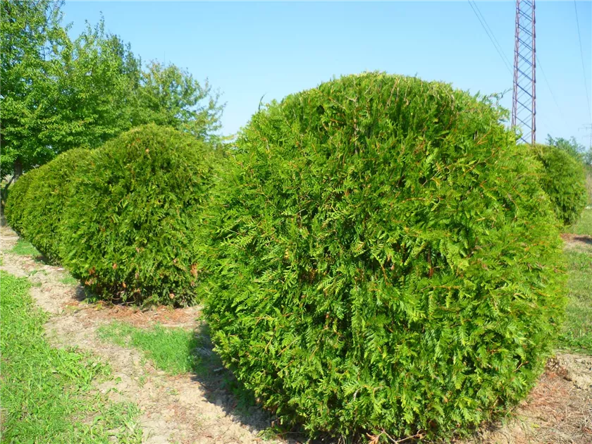 thuja occidentalis c30 Thuja occidentalis Polar Gold® (American Arborvitae) Unity Grown main image 0