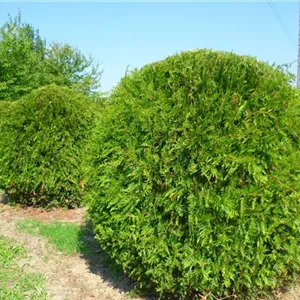 Thuja plicata 'Aurescens'