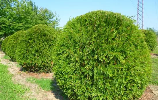 Thuja plicata 'Aurescens'