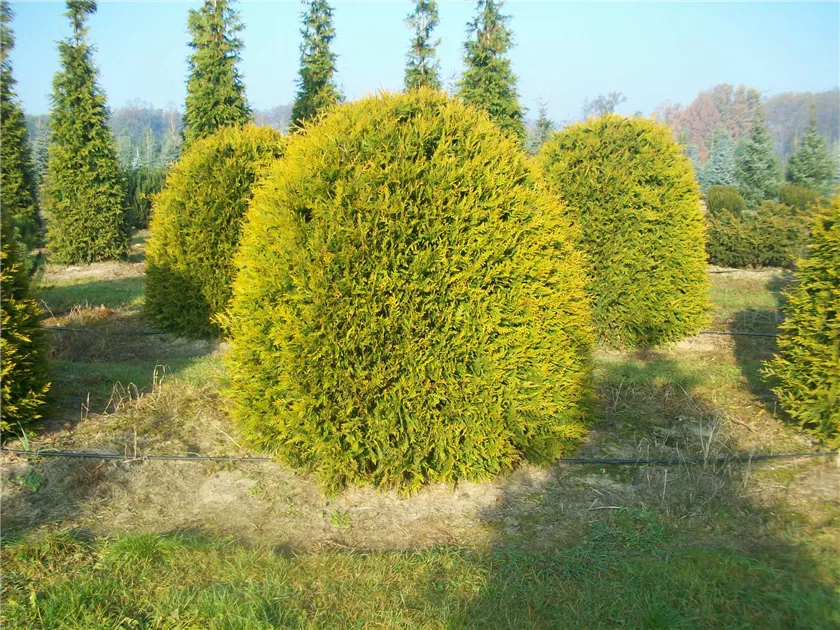 thuja smaragd als hecke Thuja Smaragd kaufen main image 1