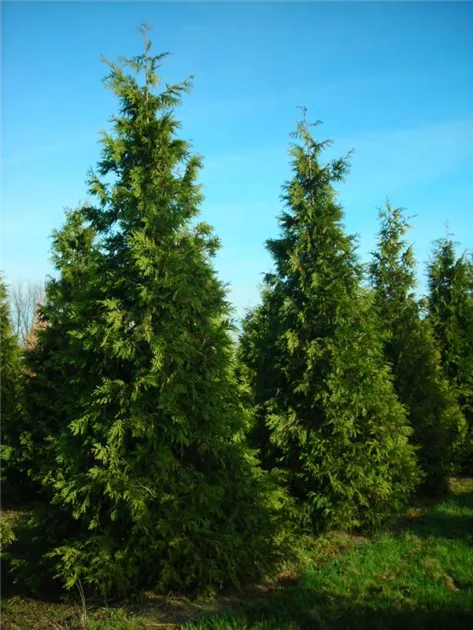 Thuja plicata 'Aurescens'