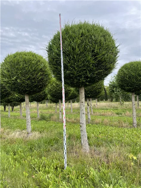 schnurbaum zimmerpflanze Sophora prostrata 