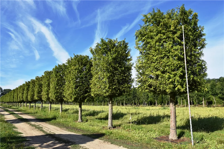 wurzeln thuja smaragd Thuja Smaragd kaufen  schmale Hecke