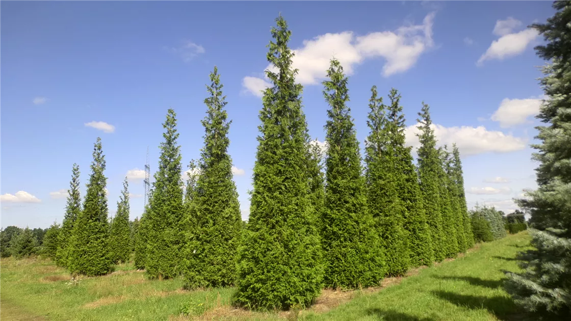 Thuja plicata 'Excelsa'