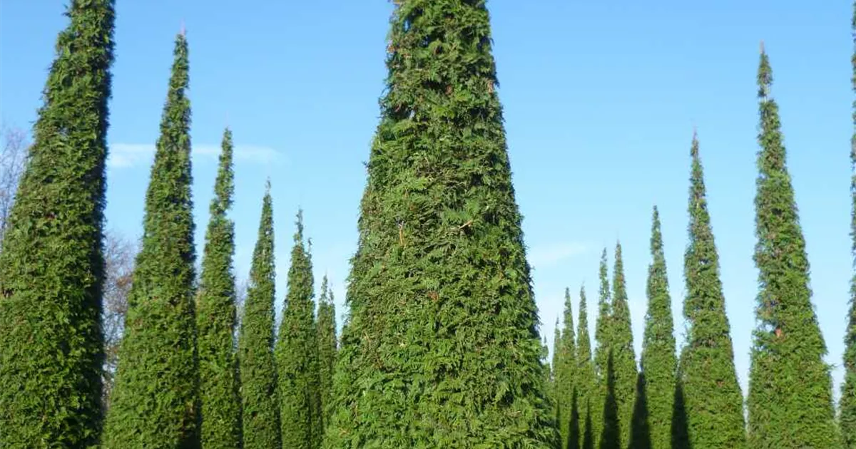 zimmerpflanze ficus benjamina Tipps zur Pflege deiner Pflanze : Ficus benjamina 'Danielle'   PflanzenFuerAlle