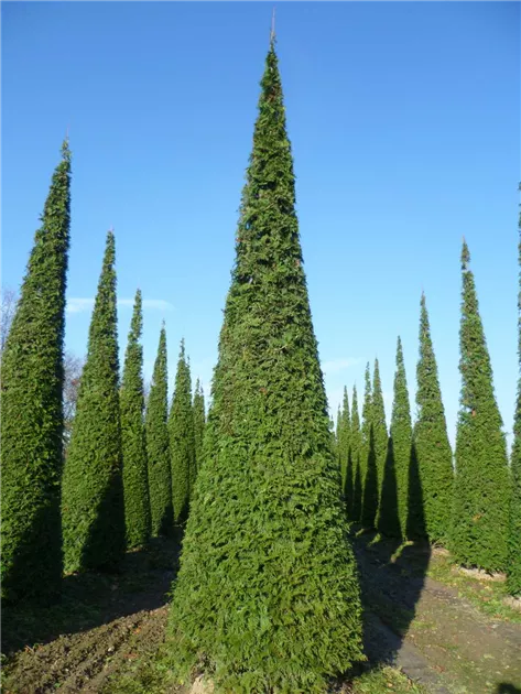 Thuja plicata 'Excelsa'