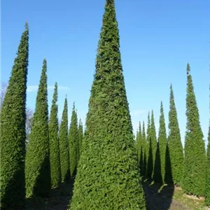 Thuja plicata 'Excelsa'