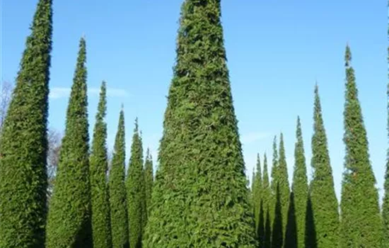 Thuja plicata 'Excelsa'
