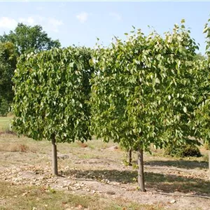 Tilia cordata