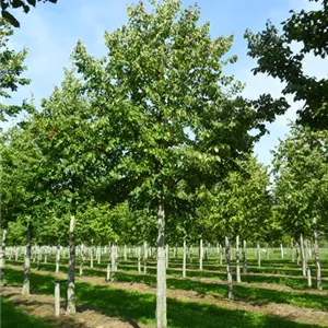 Tilia cordata 'Erecta'