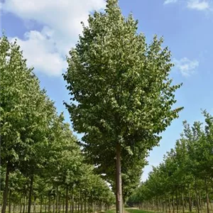 Tilia cordata 'Greenspire'