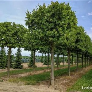 Tilia europaea 'Pallida'