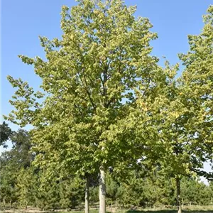 Tilia platyphyllos