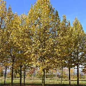 Tilia platyphyllos 'Rubra'