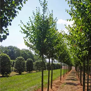 Tilia tomentosa