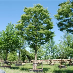 Zelkova serrata