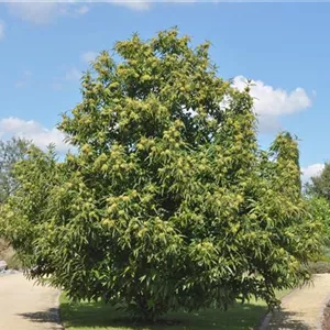 Castanea sativa
